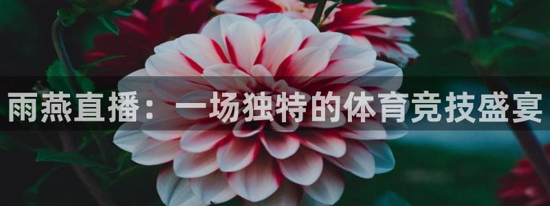 雨燕直播：一场独特的体育竞技盛宴