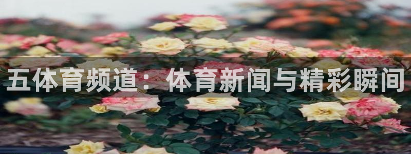 五体育频道：体育新闻与精彩瞬间