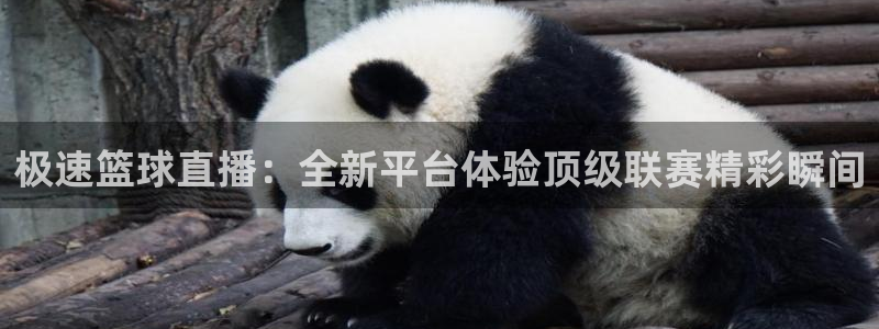 极速篮球直播：全新平台体验顶级联赛精彩瞬间
