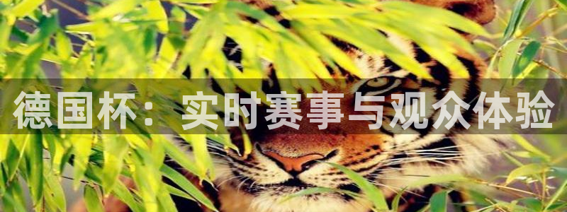 德国杯：实时赛事与观众体验